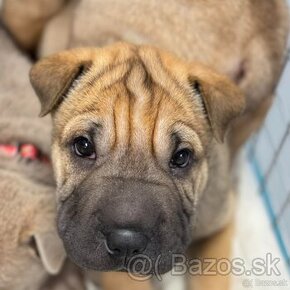 Šteniatka Shar Pei