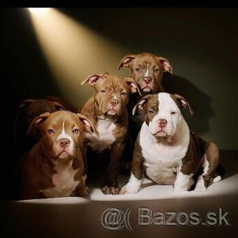 American bully