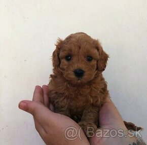 mini maltipoo