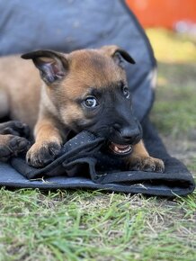 Belgický ovčiak malinois - šteniatka