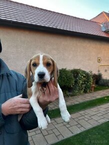 Beagle, bígl