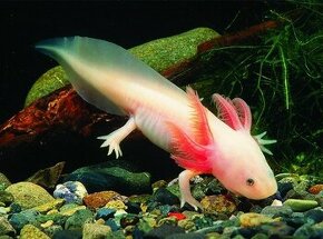 Axolotl mexicky - axelot, axik, mlok, vodny dračik predaj