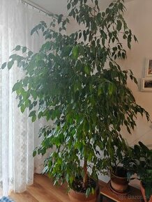 Predám Ficus Benjamina