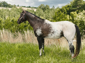 Pripúšťanie HOMOZYGOTNÝM Appaloosa žrebcom - 1