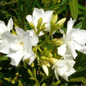 Oleander biely plnokvetý