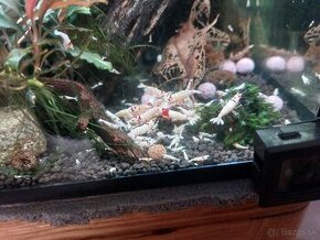 Predam krevetky caridina crystal red - smile - 1