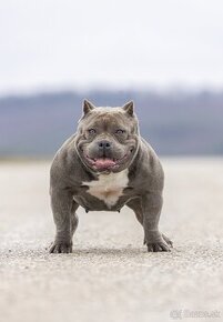 American Bully