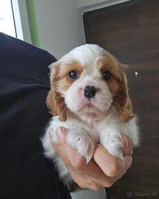 Čistokrvné šteniatka Cavalier King Charles