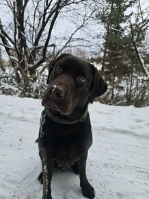 Labrador