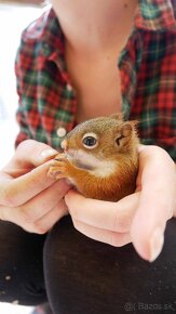 Veverička kanadská- Čikari červený