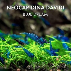 Blue dream (Neocaridina davidi) - Krevetky