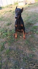 Doberman