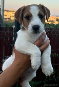 Jack russell teriér