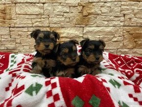 Yor,Yorkshire Terrier,Yorkshirsky terier , Jorksir