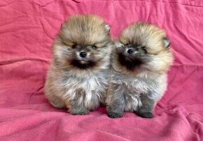 Pomeranian mini