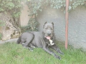 Cane corso