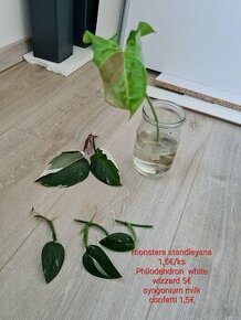 Izbove rastliny  - philodendron,  Epipremnum