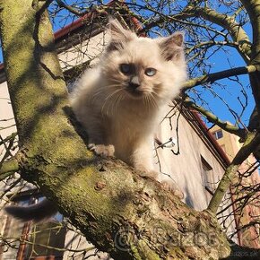 Ponukam maciatka ragdoll