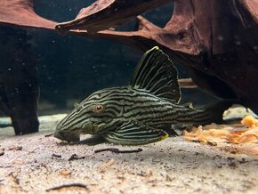 Panaque L190 L027 golden line Pleco