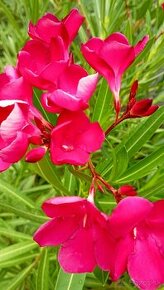 Oleander