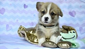 Welsh Corgi Pembroke s PP