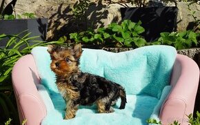 Yorkshire terrier