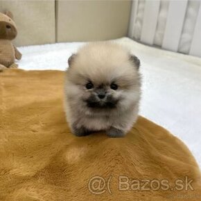 Pomeranian mini