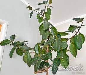 Ficus elastica