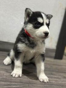 Šteniatka Sibirsky Husky(Čistokrvné)