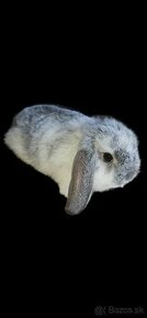 Zakrsli králik - 1