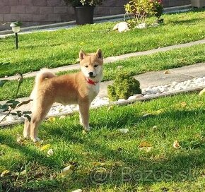 Shiba inu šteniatka s PP