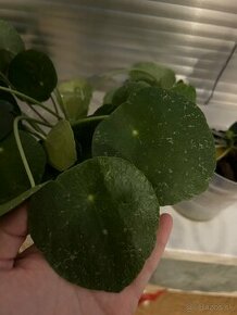 Pilea Peperomioides "sugar"