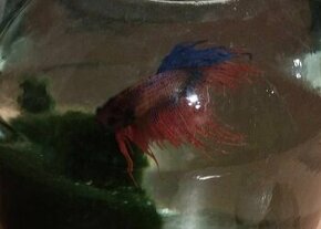 Bojovnica samec Betta crowtail