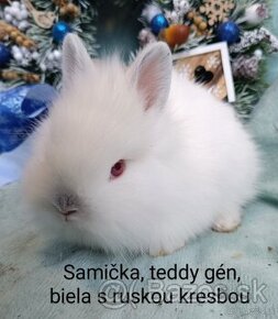 Zakrslý králik teddy gén s VP - samička