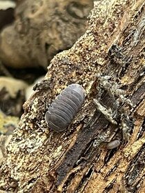 Cubaris Murina, rovnakonôžky, Isopods