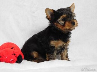 Yorkshire terrier spp