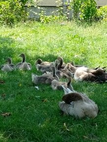 Predám husatá Landeské 1,5mesačné