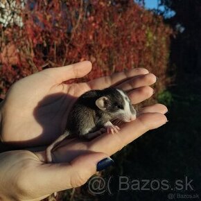 Potkaniky dumbo a štandart