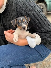 Jack russel teriér