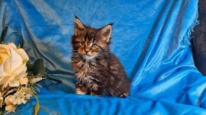 Maine Coon Mačiatka na adopciu