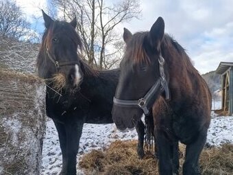 Predám kôň,zrebec,10 mesační