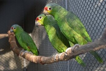 Predám Amazona.a.autumnalis