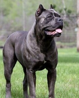 cane corso