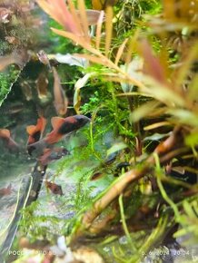 Ponúkam na predaj panciernickov Corydoras orange venezuela