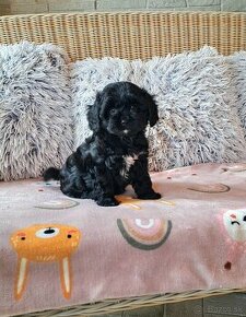 Cavapoo