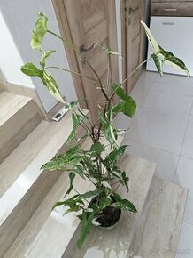 syngonium albo variegata, od 20cm-100cm - 1