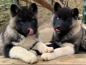 Americka Akita x Husky Malamut