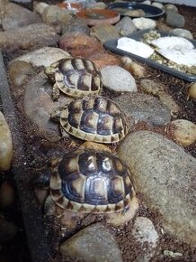 Korytnačka žltočierna / testudo marginata