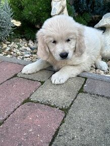 Zlaty Retriever