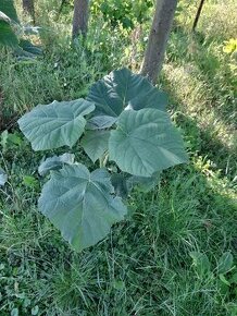 Paulownia stromčeky.